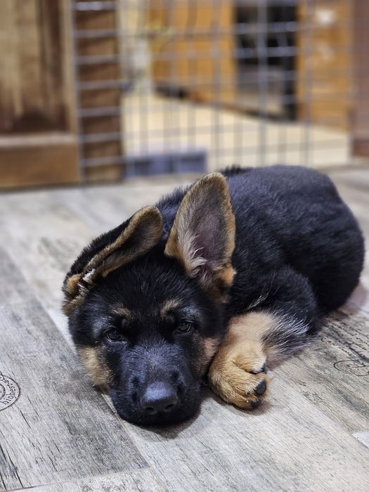 Немецкая овчарка  FCI - КНОРК