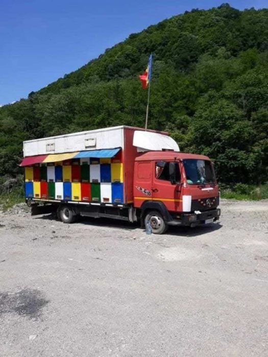 Camion apicol stupii