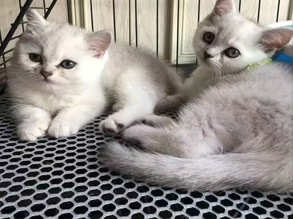 Аксессуары для питомцев