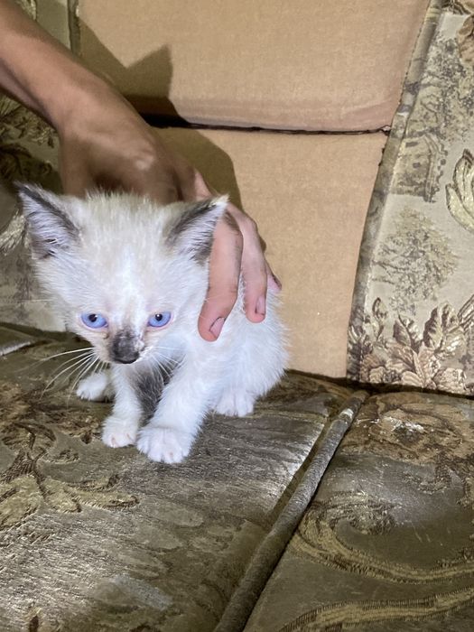 Отдам котят в хорошие руки