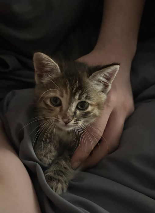 Отдам котенка бесплатно