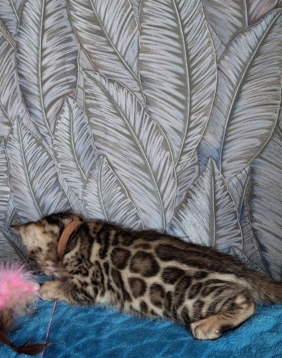 Бенгальские котята – Премиум класс