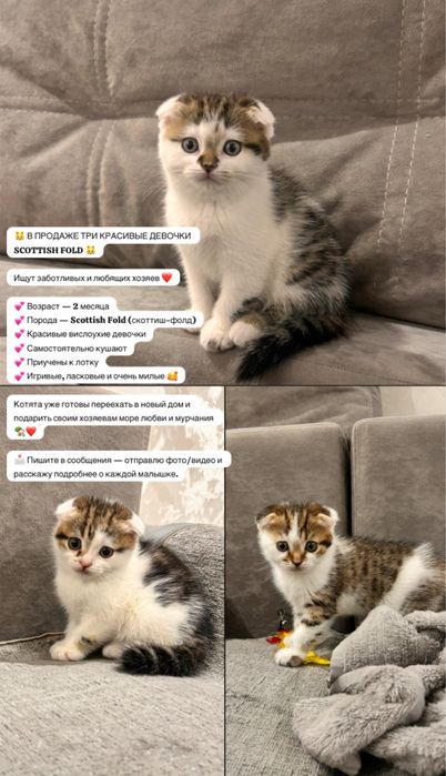 Вислоухие котята