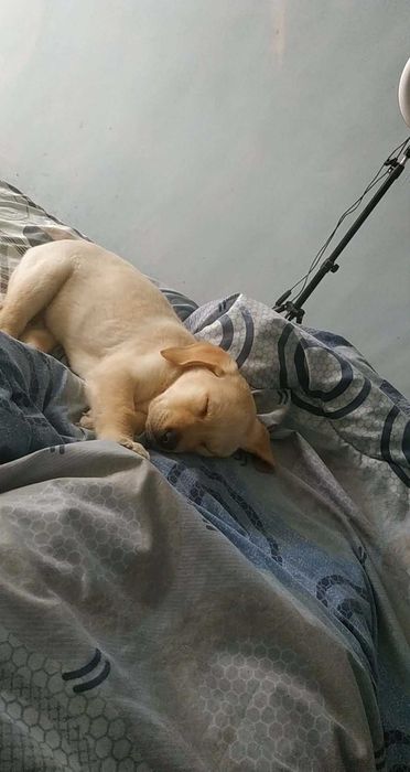 Продавам лабрадор ретривър