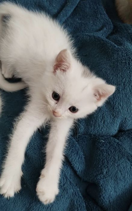 Отдам котят в хорошие руки