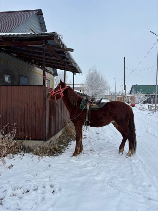 3 жасар полукровка сатылады
