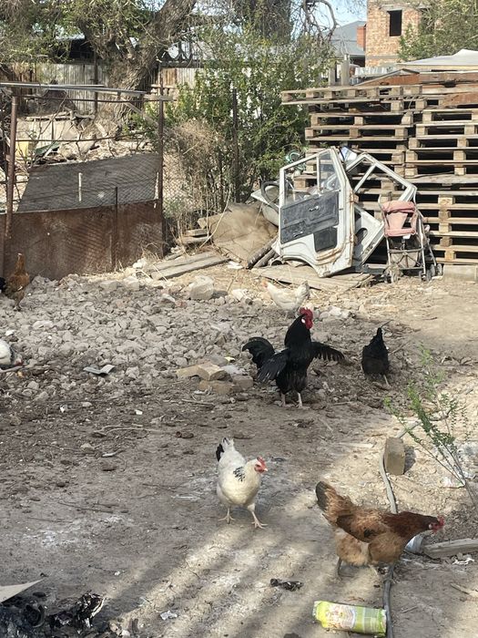 Тауық сатылады туып тур