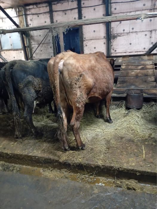 Продам стельных коров