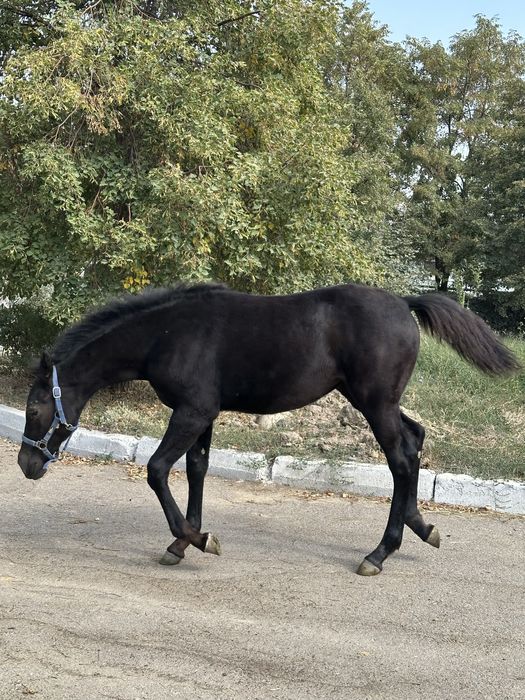 Кобыла с жеребенком