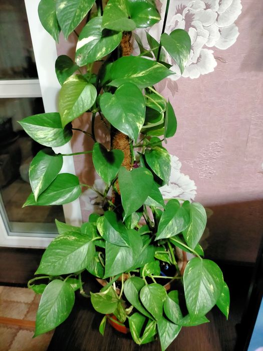 Сциндапсус  GOLD