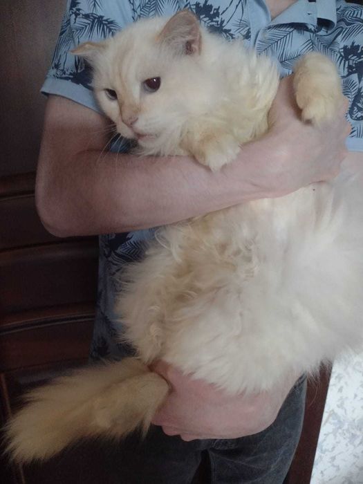 Отдам кота в добрые руки