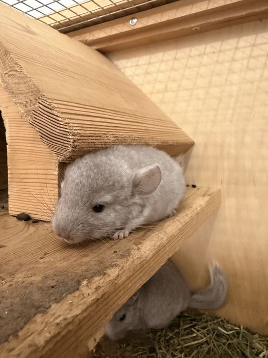 Шиншилла Декоративная