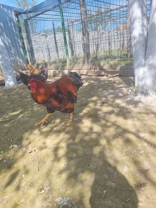 Cocoși Wyandotte 2025