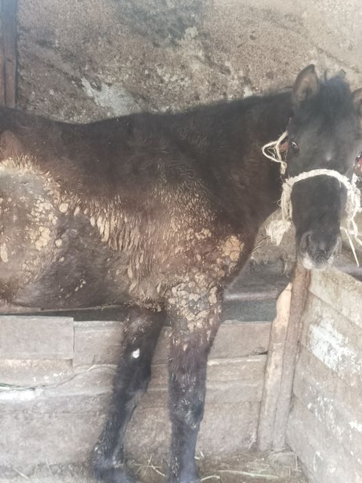 Продам жабагы 10месяц