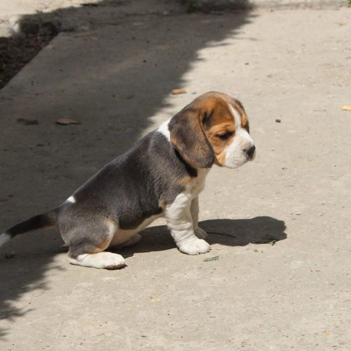 Cățelușa jucăușă Beagle