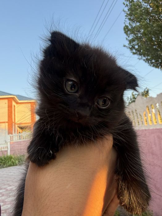 Отдадим котят вислоухих