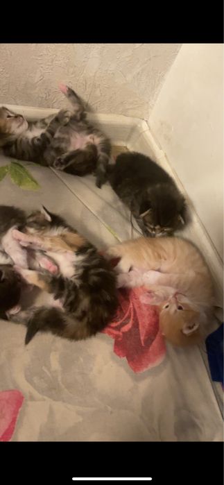 Бронь котят шотланских