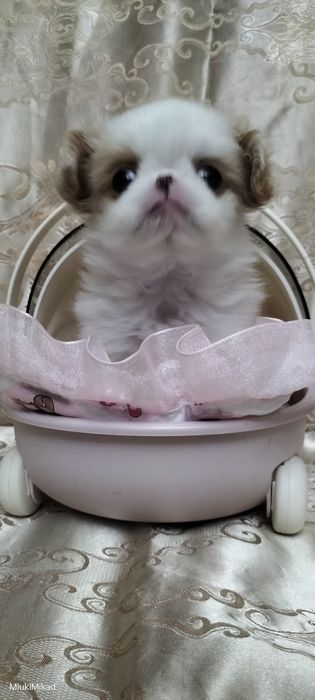 Девочка японского хина.