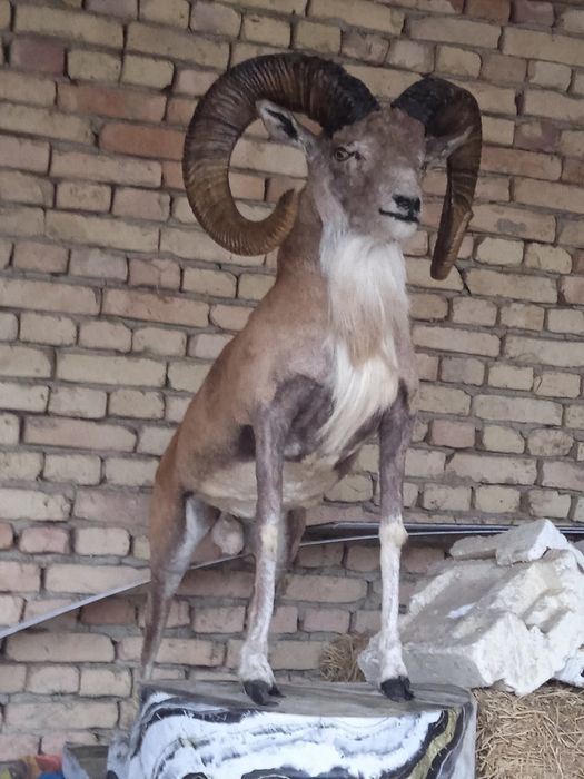 Продаем чучело  шакала и беркута за150доллоров