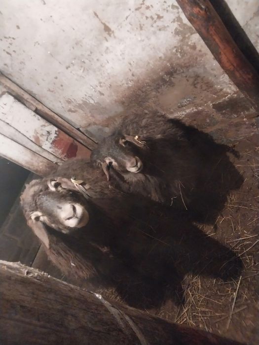 Кой козысымен кой