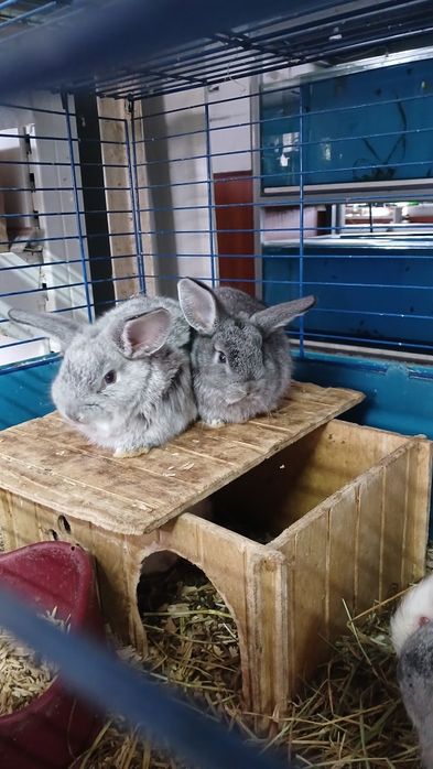 Декоративные кролики