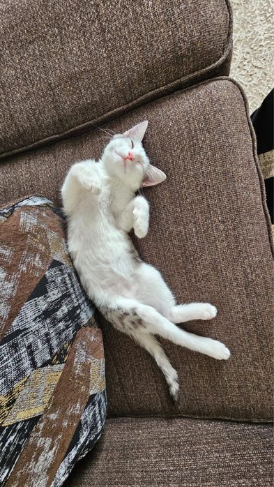 Добрый котенок ищет себе хозяина.