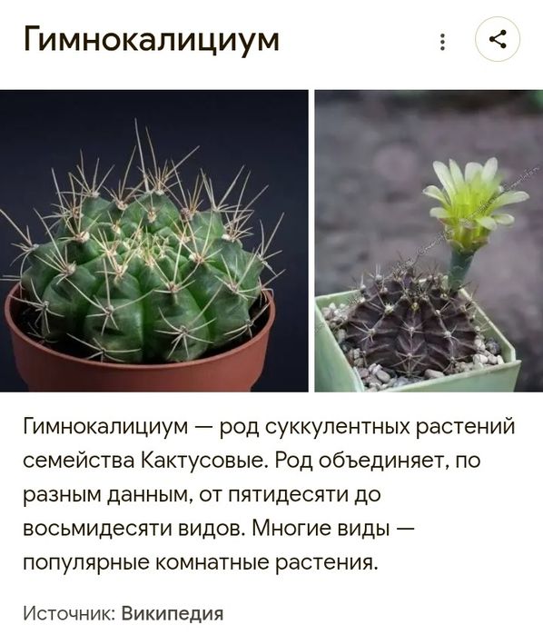Кактус "Гимнокалициум" цветуший.