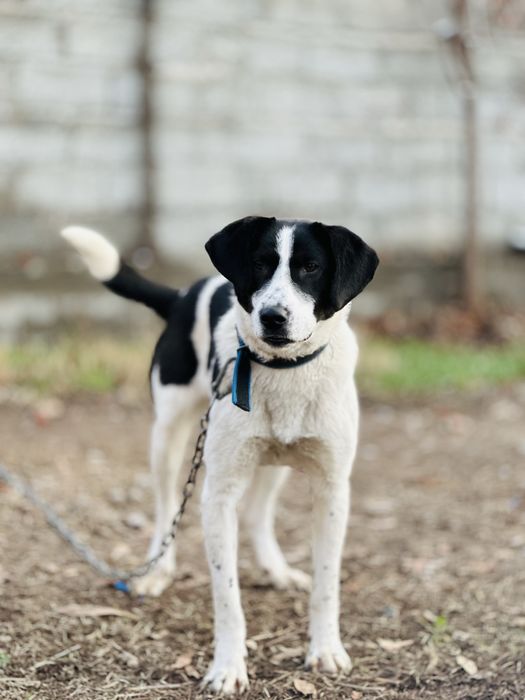 Принцесса ищет семью. Добрая собака