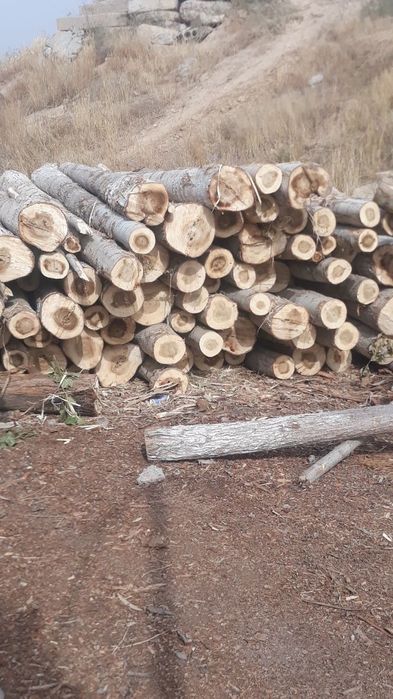 Terak to'sin maxsulotlari optim N_1