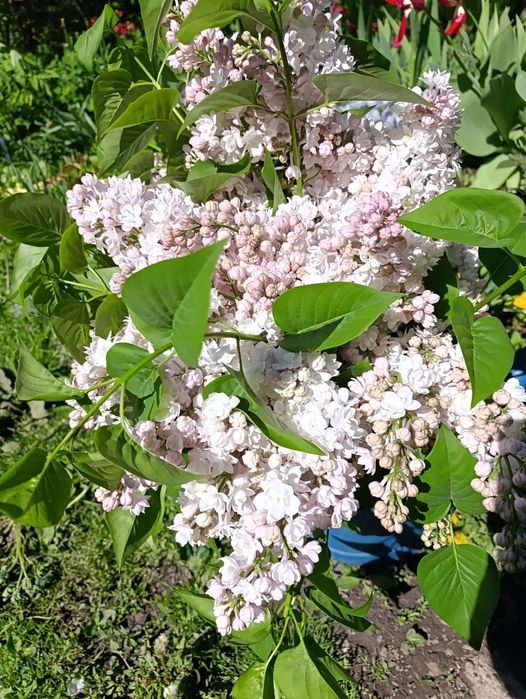 Продам колированную  сирень