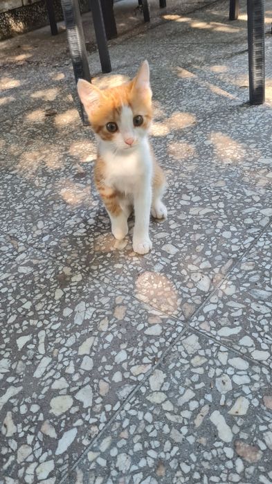 Подарявам котенца