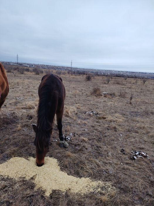 Кабыла 5 лет крепкая