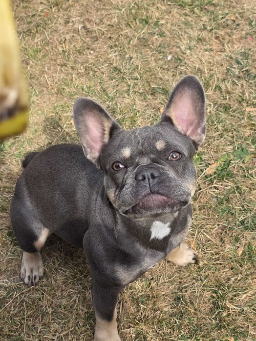 Френски булдог  женска