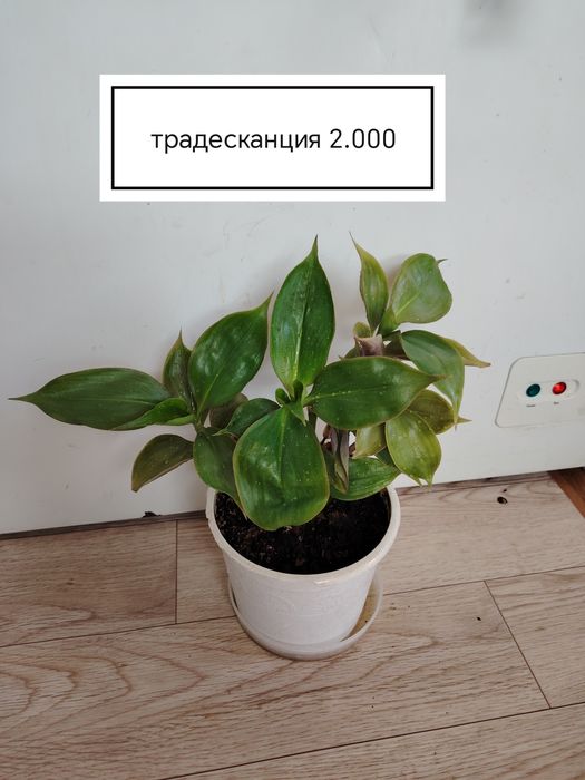Продаются домашние цветы