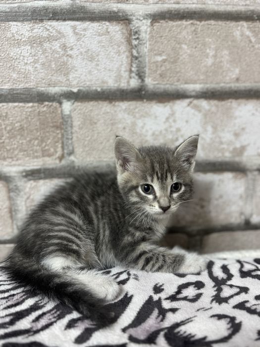 Отдам котят в добрые руки