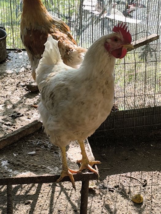 Петли големи и малки