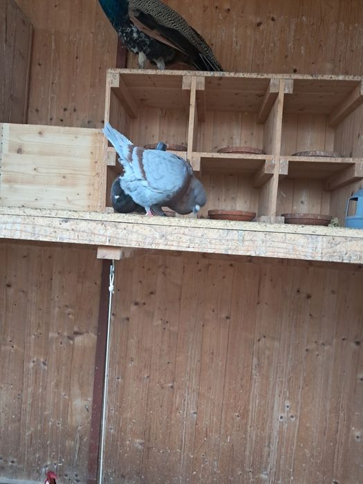 Vând Porumbei de rasă Kingi