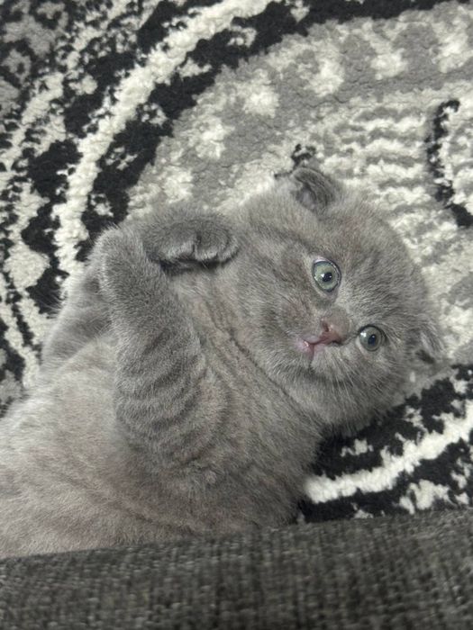 Продаются породистые котята Скотиш Фолд и Скотиш Страйд