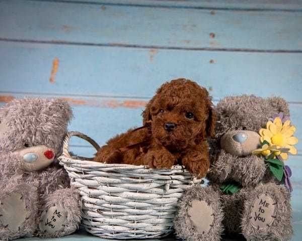De vanzare Pudel red talie mini,baietel crescut in familie/transport