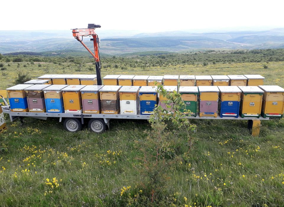 Vand miere din stupina. Salcam 40 ron, tei 35 ron, poliflora 30 ron.