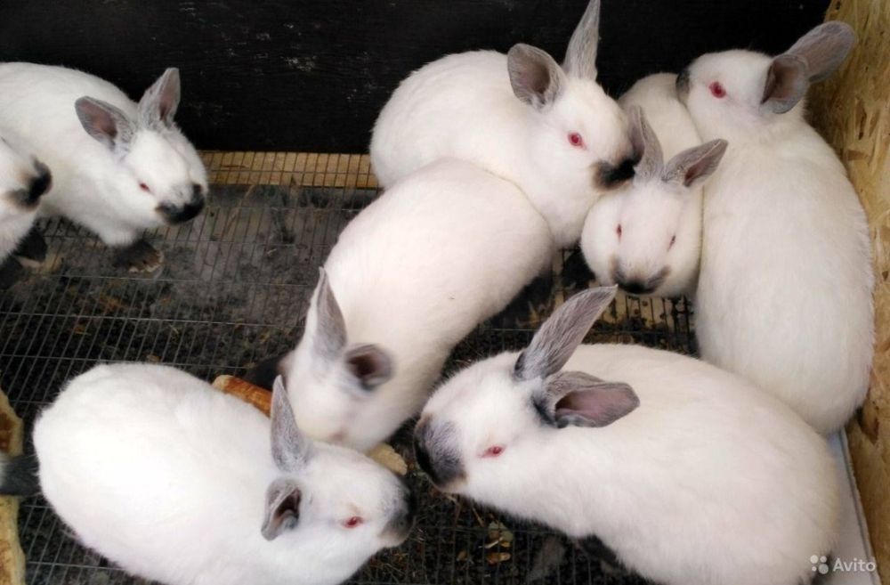 Прадаётся кролики