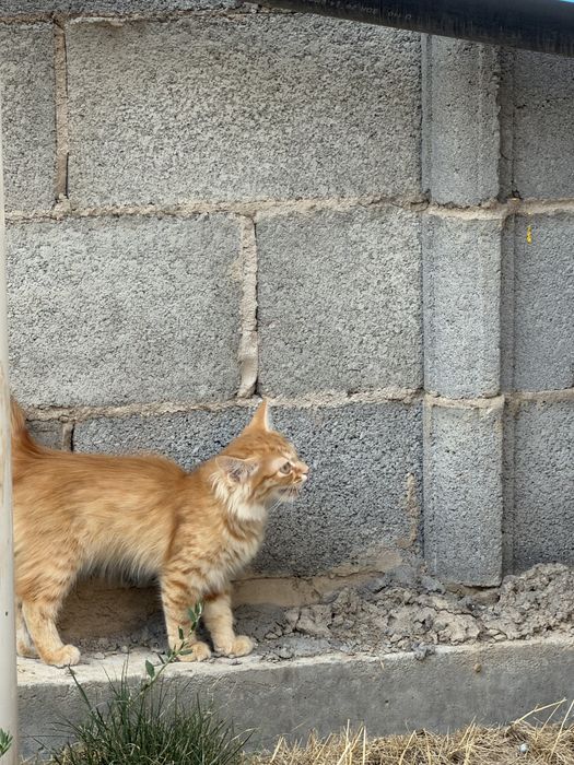 Котенок рыжая 3- 4 месяца