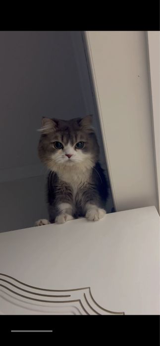 Кот на вязку Британский длинношерст
