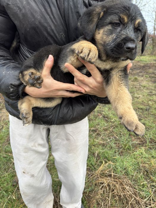 ‼️Donez Catei Talie Mare‼️