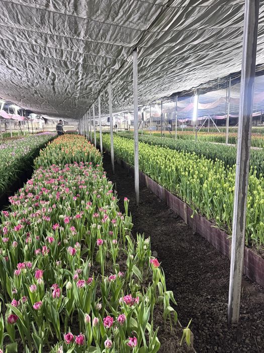 Тюльпаны к 8 марта