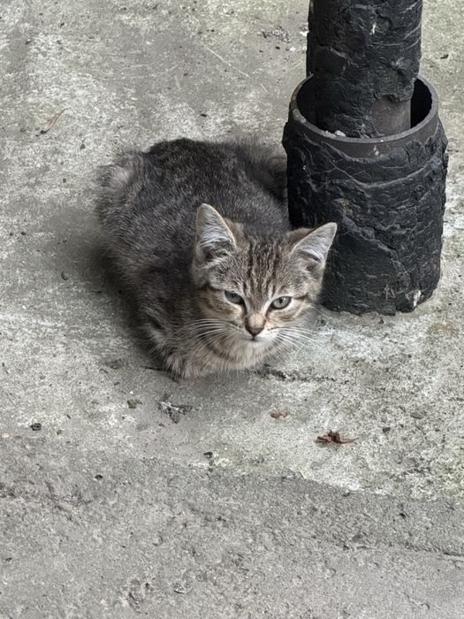 Котята ищут семью