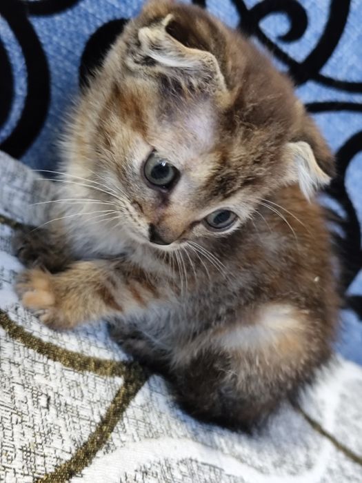 Отдам котят в добрые руки