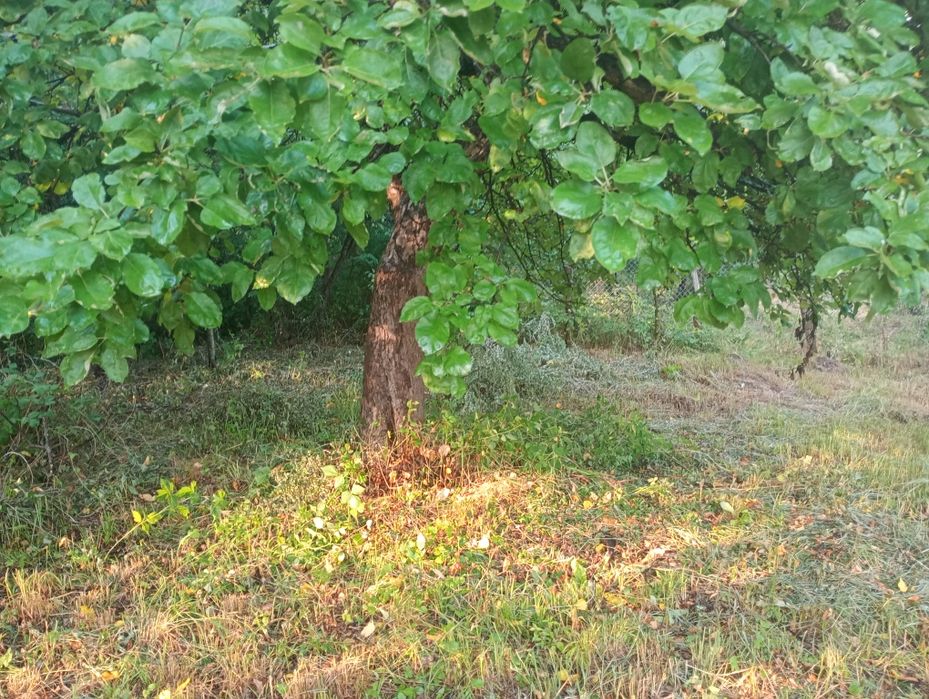 Teren intravilan Vâlcea, Vand/Schimb