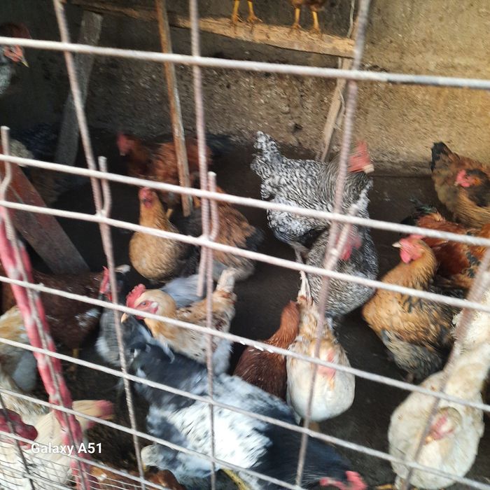 Продаются петушки
