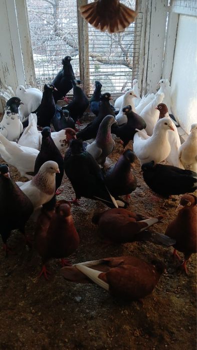 Продам голубей амереканцы